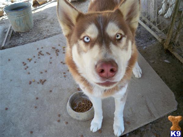 Stud Dogs - Siberian Husky